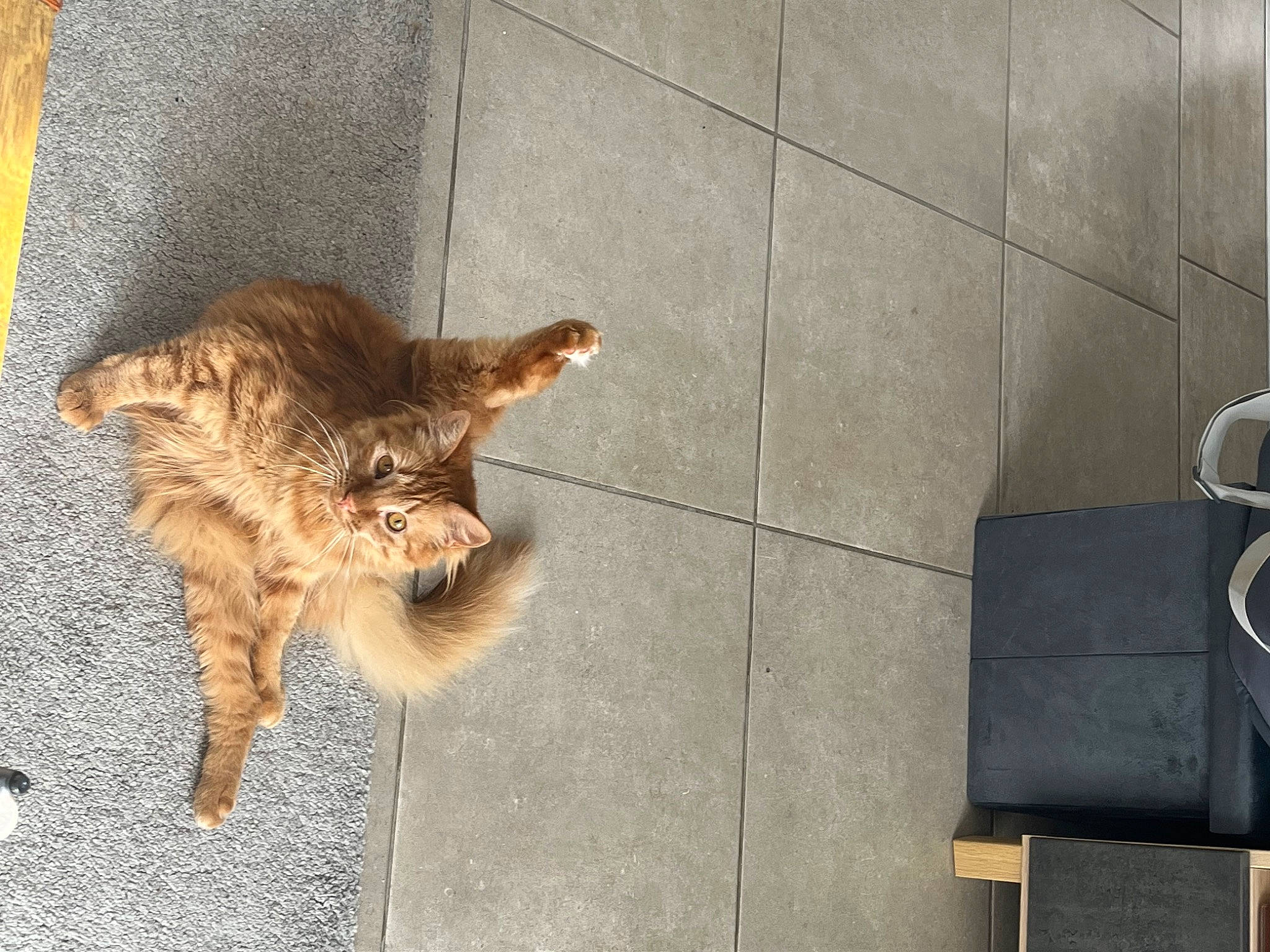 Liloo a rejoint le concours — aidez-le/la à gagner de superbes lots ! canidae, carnivore, cat, claw, concrete, domestic_short_haired_cat, fawn, felidae, floor, flooring, fur, metal, paw, road_surface, shadow, small_to_medium_sized_cats, tail, terrestrial_animal, whiskers, wood