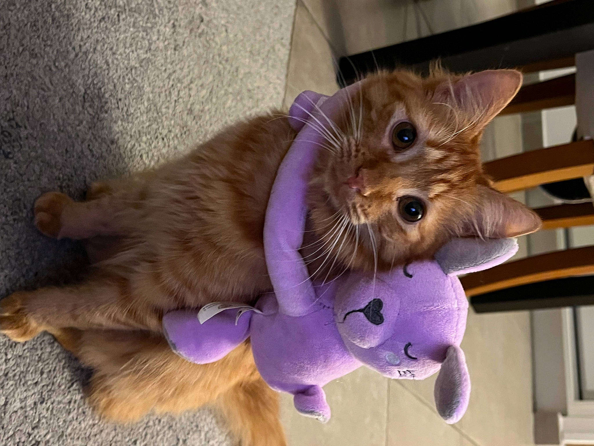 Liloo participe au concours pour gagner de l'argent avec cette photo : carnivore, cat, cat_toy, claw, dog_breed, domestic_short_haired_cat, fawn, felidae, fur, paw, pet_supply, plant, purple, small_to_medium_sized_cats, snout, tail, whiskers
