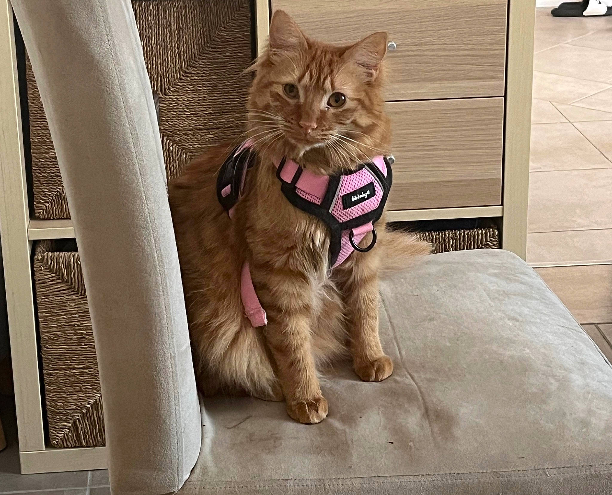 Liloo a rejoint le concours — aidez-le/la à gagner de superbes lots ! box, cardboard, carnivore, cat, claw, comfort, domestic_short_haired_cat, fawn, felidae, flooring, fur, paw, sitting, small_to_medium_sized_cats, snout, tail, whiskers, wood