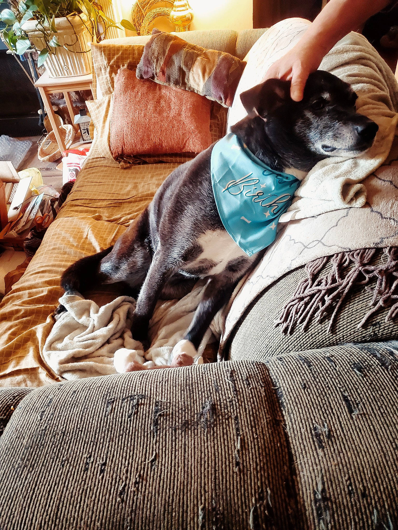 Roscoe joined the competition — help win amazing prizes! canidae, carnivore, comfort, companion_dog, couch, dog, dog_breed, fawn, flooring, fur, houseplant, human_leg, linens, living_room, pillow, sporting_group, sunglasses, textile, tints_and_shades, wood