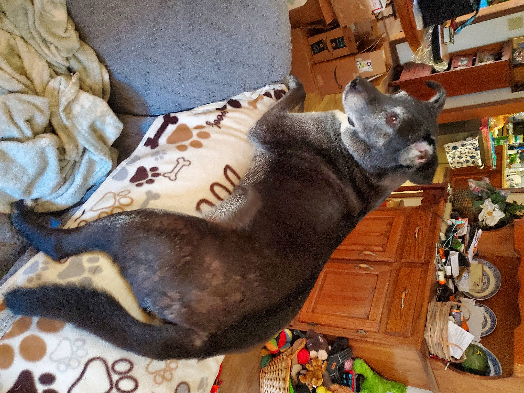 Roscoe joined the competition — help win amazing prizes! building, canidae, carnivore, cat, comfort, companion_dog, dog, dog_breed, domestic_short_haired_cat, fawn, felidae, fur, houseplant, picture_frame, small_to_medium_sized_cats, sporting_group, tail, whiskers, wood, working_animal