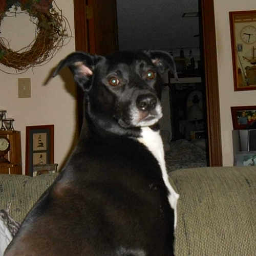 Roscoe