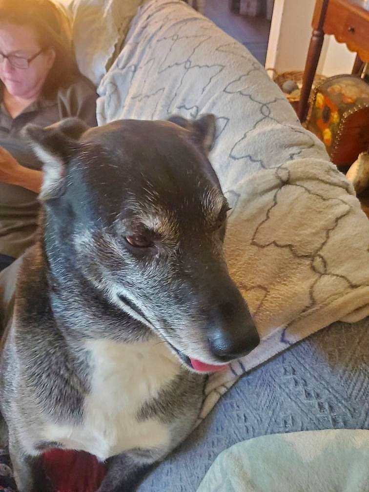 Roscoe is registered to the contest to win money with this photo: canidae, carnivore, chair, collar, comfort, companion_dog, dog, dog_breed, fawn, fur, furniture, glasses, guard_dog, sighthound, snout, sporting_group, terrestrial_animal, whiskers, wood, working_animal