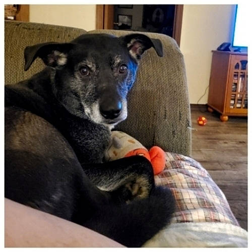 Roscoe is registered to the contest to win money with this photo: borador, box, carnivore, comfort, companion_dog, dog, dog_breed, fawn, fur, guard_dog, non_sporting_group, paw, plaid, puppy, tartan, terrestrial_animal, whiskers, wood, working_animal, working_dog