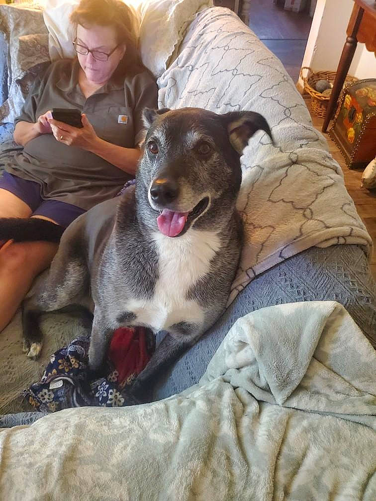 Roscoe joined the competition — help win amazing prizes! canidae, carnivore, chair, comfort, companion_dog, dog, dog_breed, eyewear, fawn, fur, lap, linens, paw, sitting, sporting_group, sunglasses, whiskers, working_dog