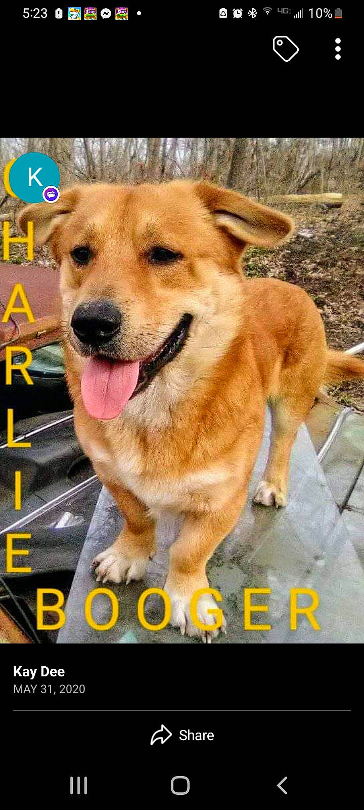 Charlie Booger joined the competition — help win amazing prizes! advertising, ancient_dog_breeds, carnivore, collar, companion_dog, dog, dog_breed, fang, font, fur, internet_meme, leash, paw, photo_caption, photography, snout, whiskers, working_dog