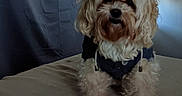Cositas is registered to the contest to win money with this photo: dog, pet, fluffy, curly_fur, bed, indoor, jacket, animal, cute, small_dog, furniture, portrait, looking, light, shadow, cozy, domestic, fur, canine, companion