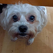 Cositas is registered to the contest to win money with this photo: dog, white_dog, pet, floor, wooden_floor, table, curious, cute, animal, indoor, fur, small_dog, looking_up, face, ears, nose, eyes, companion, domestic_animal, paw