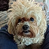 dog, fluffy, curly_hair, pet, indoors, jeans, legs, cute, small_dog, brown, beige, fur, animal, companion, looking_up, portrait, home, cozy, cute_pet, curious