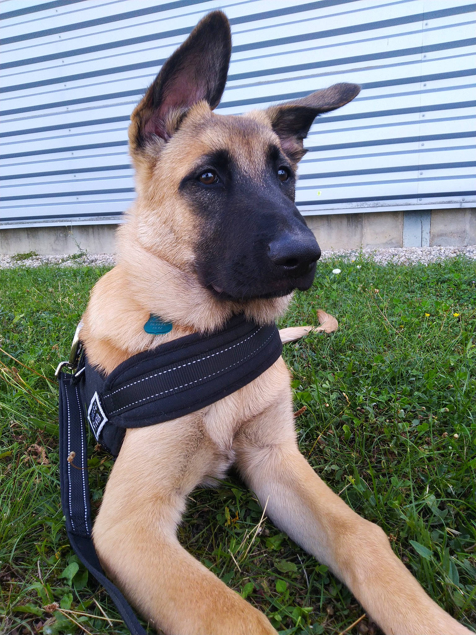 Adès a rejoint le concours — aidez-le/la à gagner de superbes lots ! belgian_shepherd, belgian_shepherd_malinois, canidae, carnivore, dog, dog_breed, fawn, german_shepherd_dog, mammal, police_dog, rare_breed_dog, snout, vertebrate, working_dog