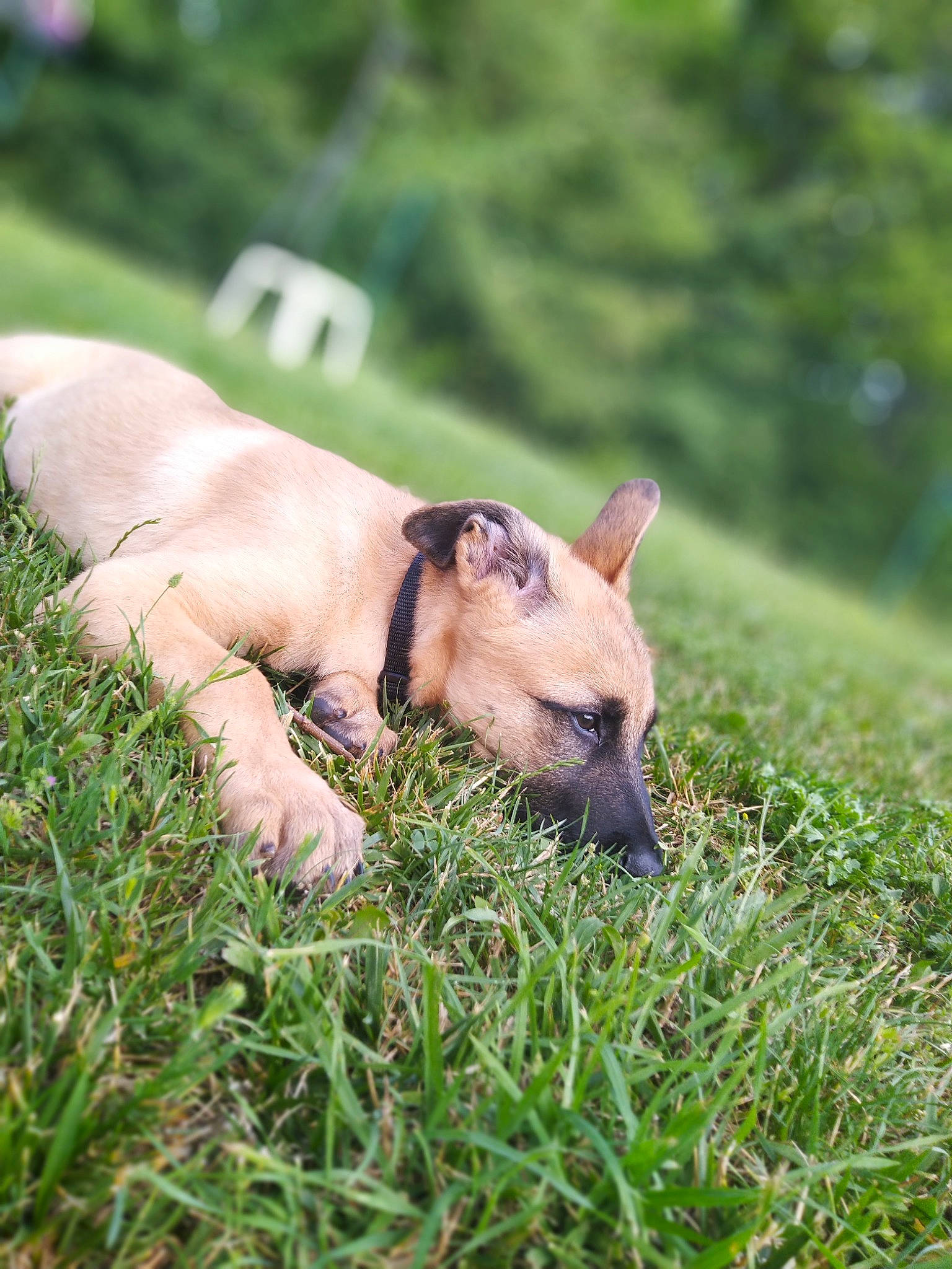 Adès a rejoint le concours — aidez-le/la à gagner de superbes lots ! black_mouth_cur, canidae, carnivore, dog, dog_breed, fawn, grass, mammal, meadow, plant, puppy, snout, wildlife