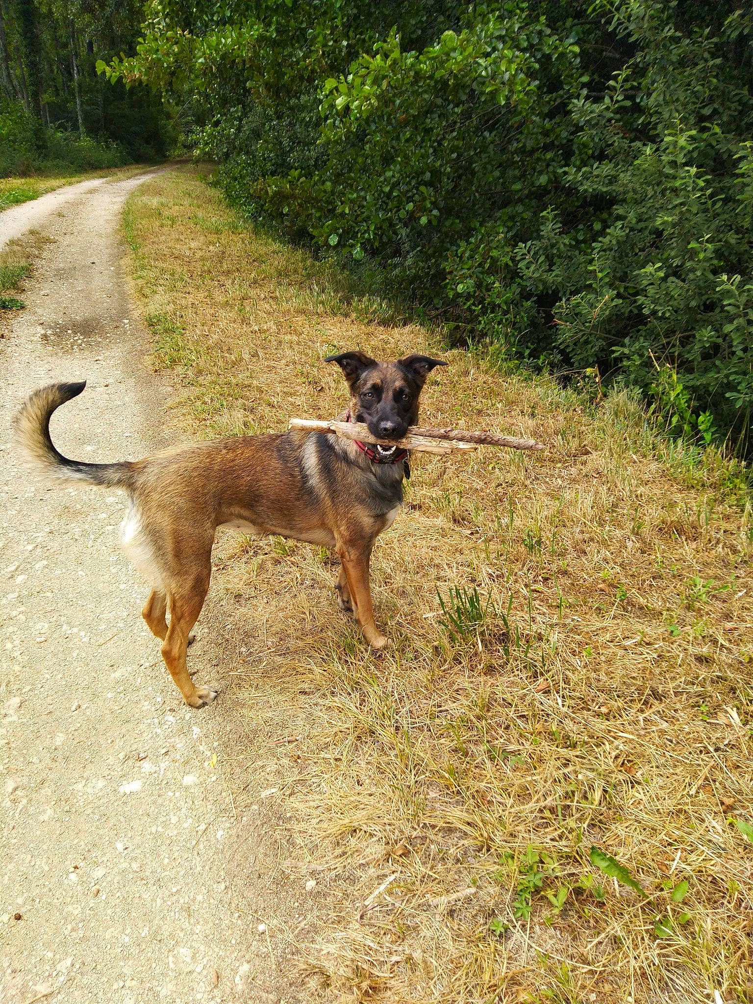 Zéphyr participe au concours pour gagner de l'argent avec cette photo : belgian_shepherd, belgian_shepherd_malinois, canidae, carnivore, dog, dog_breed, mammal, vertebrate, wildlife, working_dog