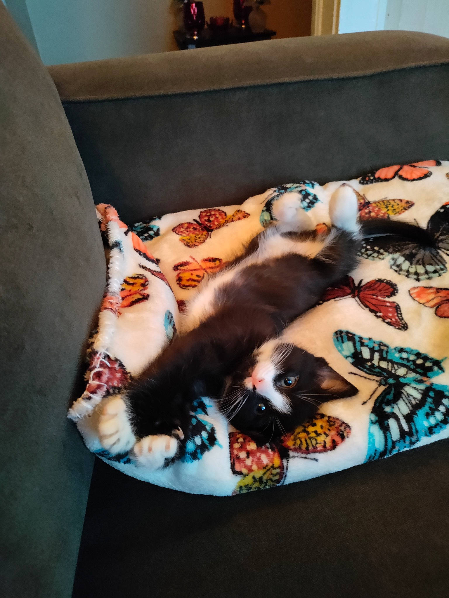 Oreo joined the competition — help win amazing prizes! bed, bed_sheet, bedding, carnivore, cat, comfort, companion_dog, couch, fawn, felidae, flooring, fur, linens, orange, pattern, room, small_to_medium_sized_cats, textile, whiskers, wood