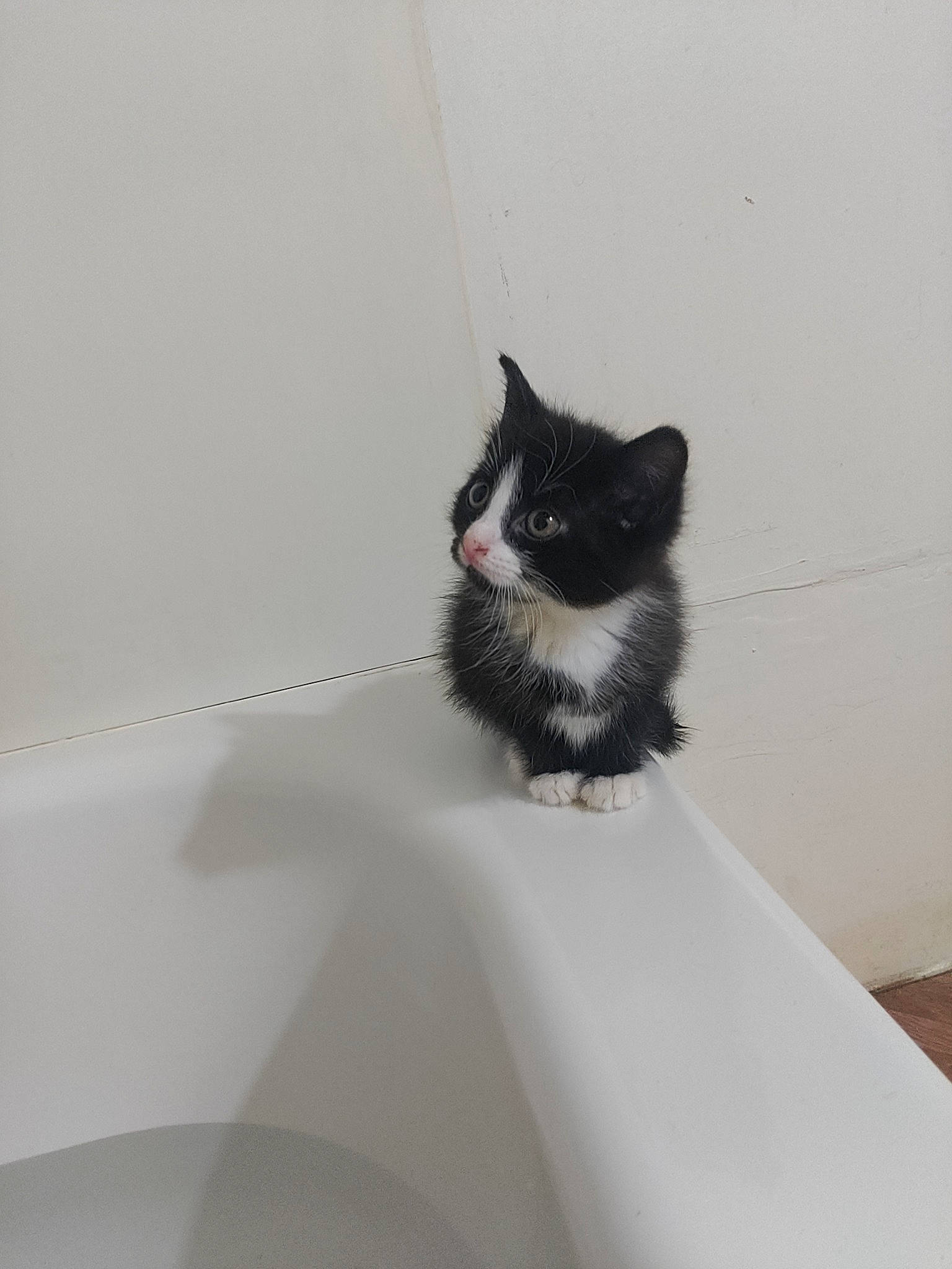 Oreo joined the competition — help win amazing prizes! automotive_design, automotive_tire, carnivore, cat, domestic_short_haired_cat, felidae, fur, grey, monochrome_photography, plant, plumbing_fixture, rim, small_to_medium_sized_cats, snout, stairs, tail, tints_and_shades, tree, whiskers, window