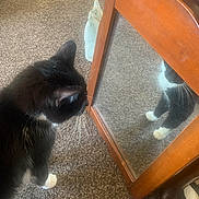 Dena joined the competition — help win amazing prizes! animal, black_and_white_cat, carpet, cat, close_up, curious, domestic_cat, feline, floor, furniture, home_interior, indoor, mirror, paw, pet, reflection, shadow, side_view, whiskers, wooden_frame