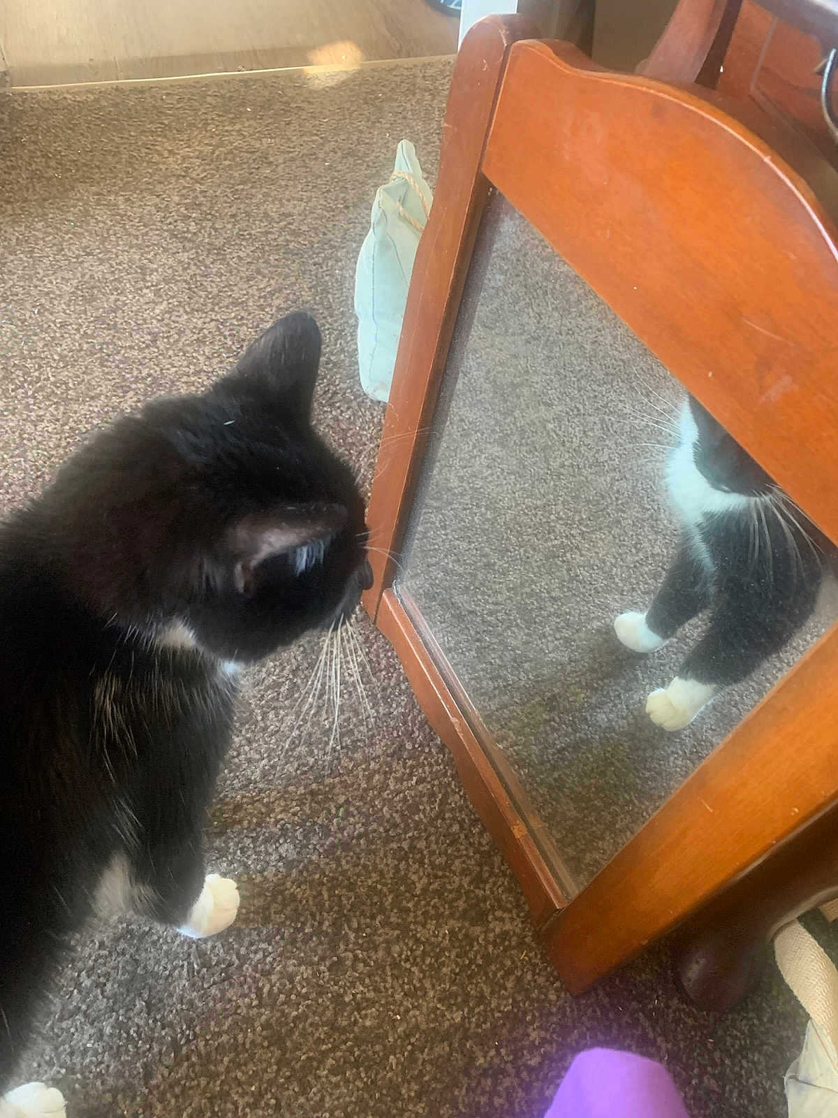 Dena joined the competition — help win amazing prizes! animal, black_and_white_cat, carpet, cat, close_up, curious, domestic_cat, feline, floor, furniture, home_interior, indoor, mirror, paw, pet, reflection, shadow, side_view, whiskers, wooden_frame