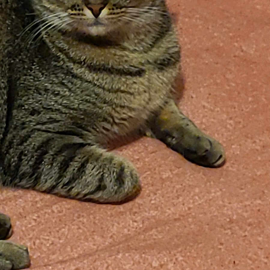 Kessye a rejoint le concours — aidez-le/la à gagner de superbes lots ! abyssinian, animal, cat, egyptiancat, kitten, manx, pet