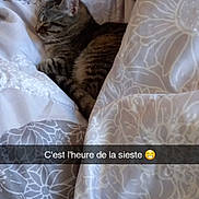 Kessye participe au concours pour gagner de l'argent avec cette photo : abyssinian, animal, bed, bedroom, blanket, cat, computer, cushion, electronics, furniture, homedecor, indoors, kitten, linen, pc, person, pet, quilt, room, sleeping