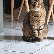 Minette participe au concours pour gagner de l'argent avec cette photo : cat, tabby_cat, one_eyed, sitting, indoor, floor, tile_floor, chair_legs, furniture, pet, animal, whiskers, cute, fur, domestic_animal, calm, looking, one_eye_closed, striped, tail