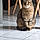 Minette