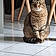 Minette