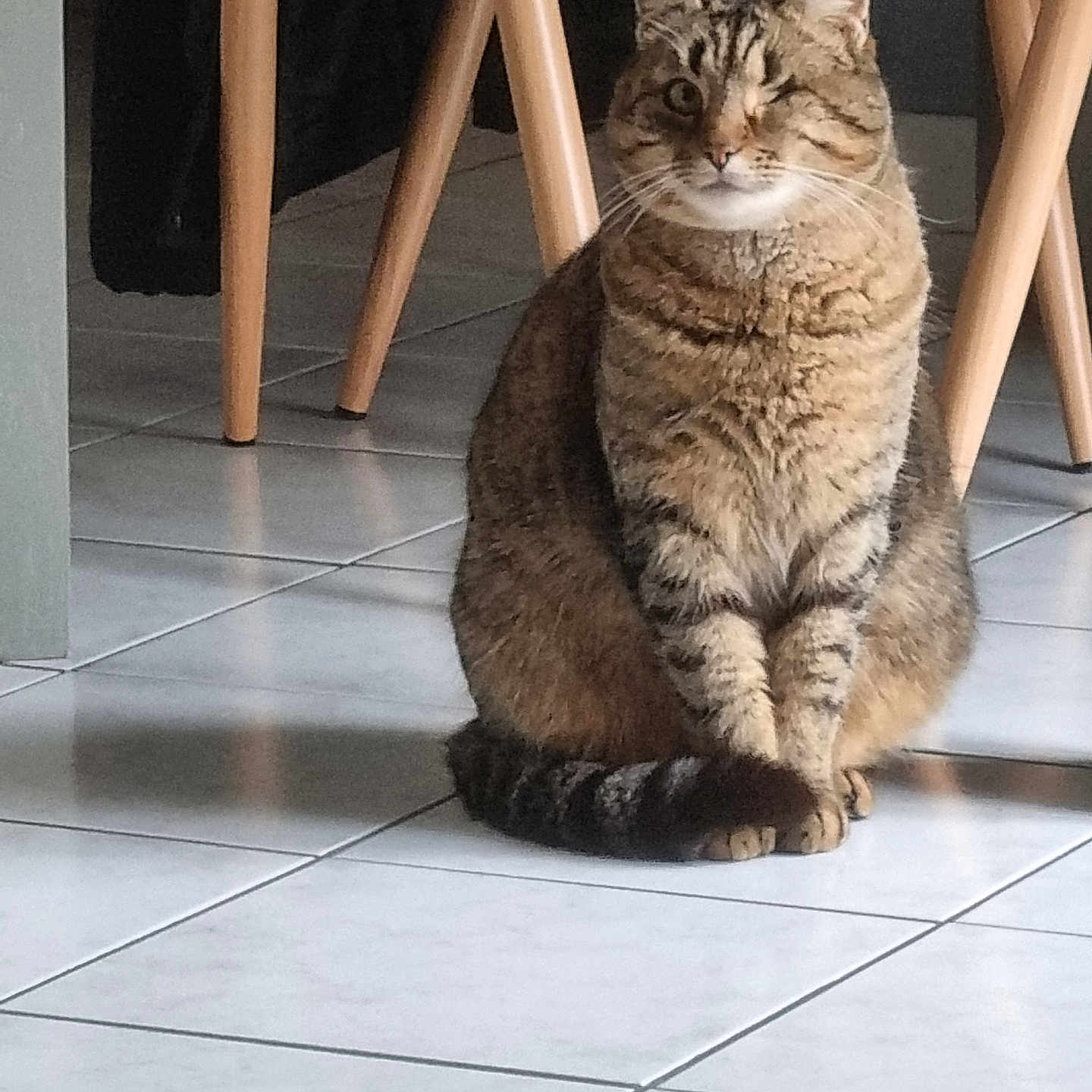 Minette participe au concours pour gagner de l'argent avec cette photo : animal, calm, cat, chair_legs, cute, domestic_animal, floor, fur, furniture, indoor, looking, one_eye_closed, one_eyed, pet, sitting, striped, tabby_cat, tail, tile_floor, whiskers
