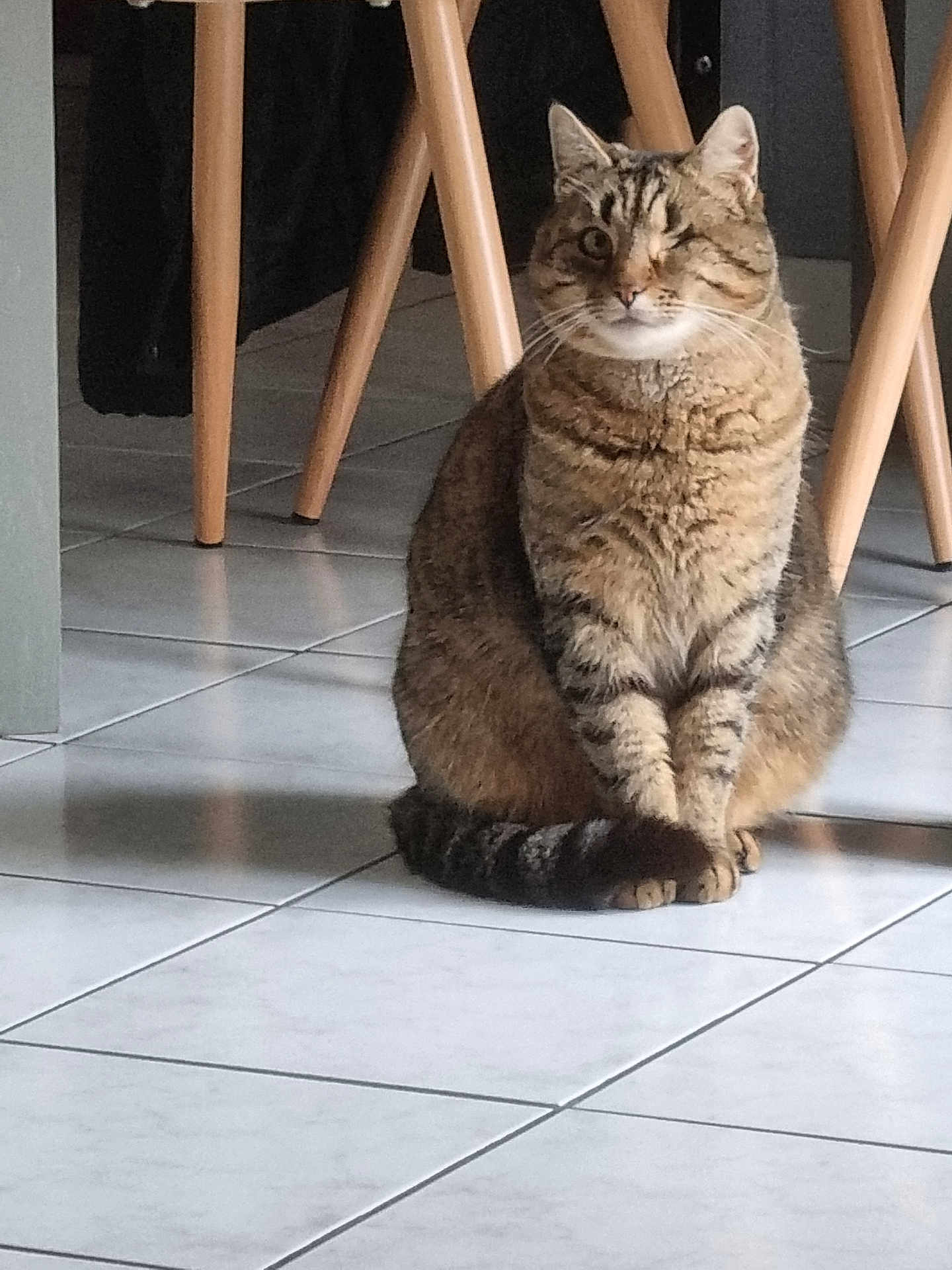 Minette participe au concours pour gagner de l'argent avec cette photo : cat, tabby_cat, one_eyed, sitting, indoor, floor, tile_floor, chair_legs, furniture, pet, animal, whiskers, cute, fur, domestic_animal, calm, looking, one_eye_closed, striped, tail