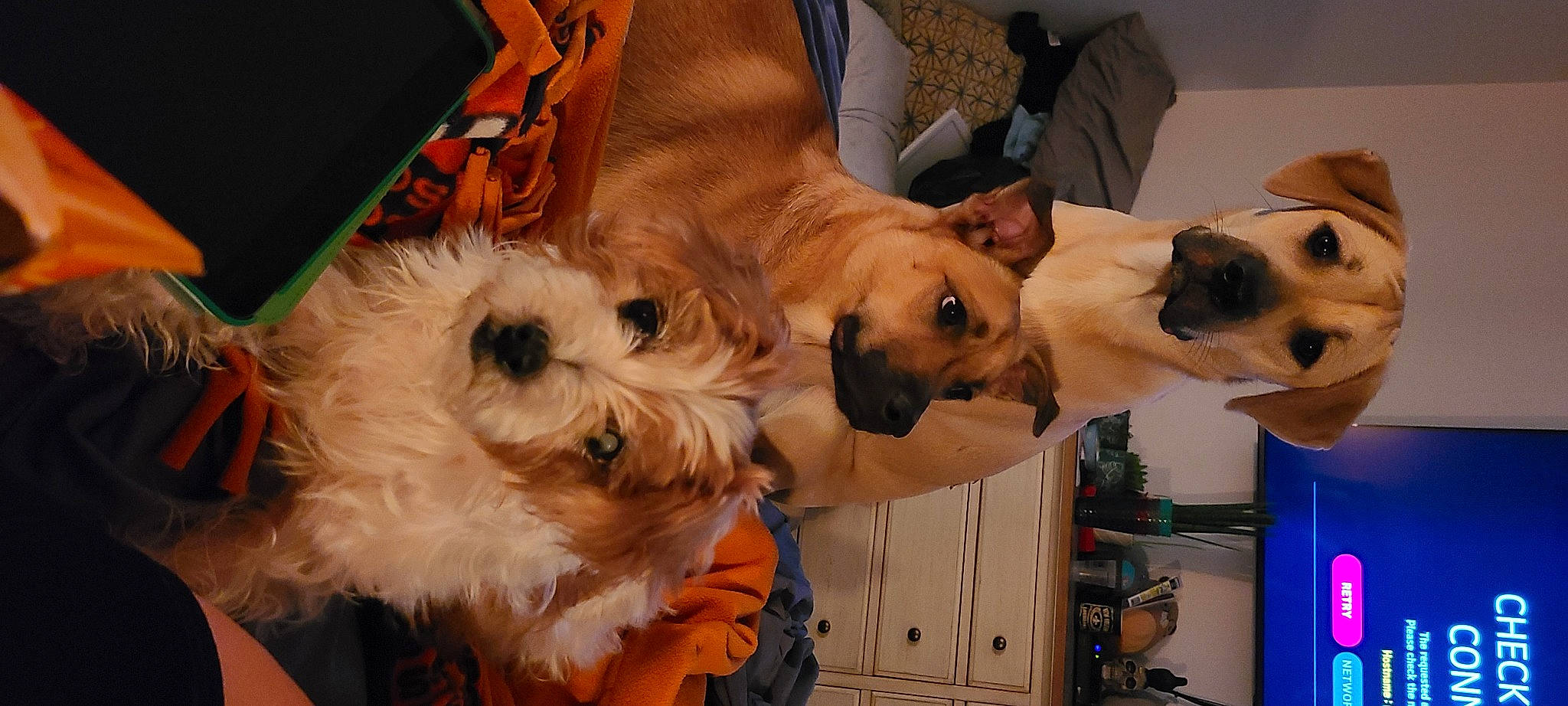 Birdie joined the competition — help win amazing prizes! canidae, carnivore, companion_dog, dog, dog_breed, dog_collar, dog_supply, event, eyewear, fashion_accessory, fawn, fur, siamese, small_terrier, snout, sporting_group, sunglasses, terrier, toy_dog, working_animal