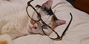 Phoebe a rejoint le concours — aidez-le/la à gagner de superbes lots ! animal, bed, cat, cozy, cute, domestic_animal, ears, eyewear, feline, fur, glasses, home, indoor, paw, pet, relaxation, resting, sleeping, whiskers, white_bedspread