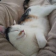 Phoebe a rejoint le concours — aidez-le/la à gagner de superbes lots ! animal, blanket, cat, comfort, cozy, cute, domestic, feline, fur, home, indoor, nap, paws, pet, relaxed, rest, sleeping, soft, tail, whiskers