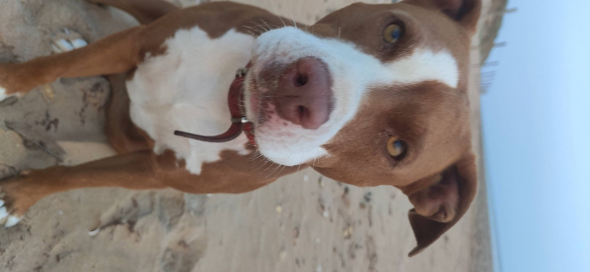 Khalissi a rejoint le concours — aidez-le/la à gagner de superbes lots ! canidae, carnivore, collar, companion_dog, dog, dog_breed, dog_collar, ear, fawn, fur, hunting_dog, liver, non_sporting_group, snout, sporting_group, whiskers, wood, working_animal