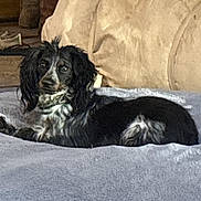 Cable joined the competition — help win amazing prizes! dog, black_and_white, lying_down, blanket, indoor, pet, fur, long_ears, cozy, couch, shoes, home, relaxed, animal, companion, domestic, soft_texture, resting, portrait, cute