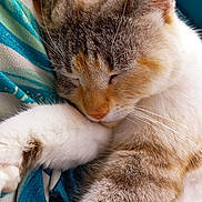 Olie a rejoint le concours — aidez-le/la à gagner de superbes lots ! animal, blanket, cat, close_up, cozy, curled_up, cute, fur, indoor, orange_fur, paw, pet, photography, portrait, relaxed, resting, sleeping, tabby, whiskers, white_fur