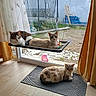 Olie a rejoint le concours — aidez-le/la à gagner de superbes lots !  lounging, animal, cat, cats, curtains, daylight, doormat, feline, floor, garden, hammock, home, indoors, outdoors, patio, pets, portrait, three_cats, trampoline, window