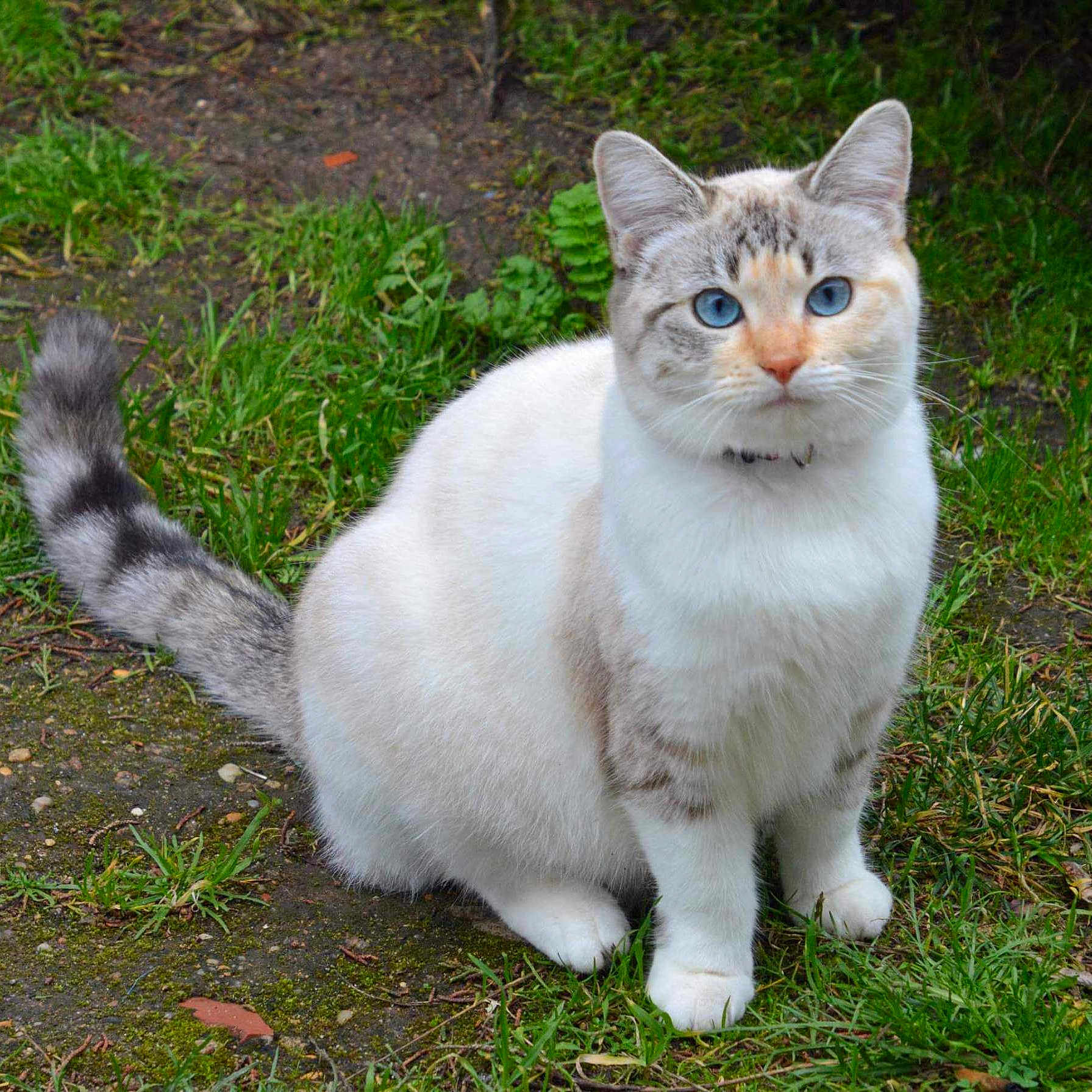 Olie a rejoint le concours — aidez-le/la à gagner de superbes lots ! alert, animal, blue_eyes, cat, close_up, ears, garden, grass, gray_markings, kitten, nature, outdoors, pavement, pet, portrait, sitting, tabby, tail, whiskers, white_fur