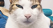 Fly participe au concours pour gagner de l'argent avec cette photo : animal, blue_background, cat, closeup, ears, eyes, face, feline, indoor, nose, paws, pet, photography, portrait, relaxed, seated, serious, tabby, whiskers, white_fur