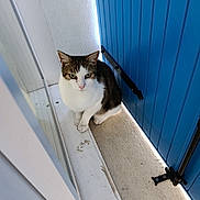 Fly participe au concours pour gagner de l'argent avec cette photo : animal, blue_door, cat, doorway, ears, feline, floor, fur, green_eyes, indoor, pet, photography, portrait, serious_expression, sitting, sunlight, tabby_cat, whiskers, white_cat, white_frame