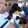 Baya a rejoint le concours — aidez-le/la à gagner de superbes lots ! dog, puppy, tri_color, fluffy, happy, panting, open_mouth, pink_collar, blue_leash, pet, man, sunglasses, train, train_cabin, passenger, travel, seated, luggage, interior, portrait