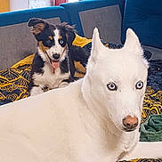 Baya a rejoint le concours — aidez-le/la à gagner de superbes lots ! dog, puppy, husky, white_dog, tricolor_dog, pets, animals, portrait, indoors, couch, blanket, cushion, blue_background, patterned_fabric, fluffy, pointed_ears, blue_eyes, panting, sitting, playful