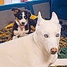 dog, puppy, husky, white_dog, tricolor_dog, pets, animals, portrait, indoors, couch, blanket, cushion, blue_background, patterned_fabric, fluffy, pointed_ears, blue_eyes, panting, sitting, playful