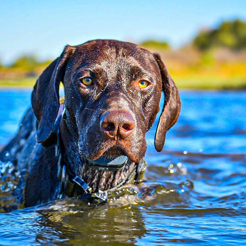 Flynn joined the competition — help win amazing prizes! animal, canine, dog, greatdane, hound, labradorretriever, lake, leisureactivities, nature, outdoors, person, pet, pointer, puppy, ripple, sea, sport, swimming, water, watersports
