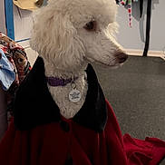 Mew is registered to the contest to win money with this photo: dog, poodle, white_dog, cape, indoor, pet, fur, collar, tag, sitting, floor, coat, clothing, door, blanket, colorful, hanger, room, curious, domestic