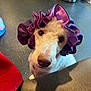 Mew is registered to the contest to win money with this photo: dog, white_dog, pet, indoor, floor, purple_bonnet, ruffled_hat, curious, looking_up, fur, snout, nose, eyes, domestic_animal, companion, cute, household, furniture, trash_can, jeans