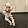 Mew is registered to the contest to win money with this photo: dog, poodle, white_dog, bow_tie, red_bows, pet, indoor, floor, kitchen, cabinet, animal, lying_down, groomed, cute, domestic_animal, mammal, companion, fur, portrait, canine
