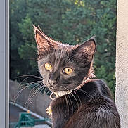 Sérafina a rejoint le concours — aidez-le/la à gagner de superbes lots ! cat, black_cat, pet, animal, outdoor, balcony, collar, yellow_eyes, fur, whiskers, sunlight, nature, tree, window, portrait, cute, feline, domestic_animal, closeup, daylight