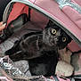 Sérafina a rejoint le concours — aidez-le/la à gagner de superbes lots ! animal, black_cat, blanket, cat, close_up, companion, cozy, curious, cute, domestic, fur, indoor, pet, pet_carrier, pink, plush_toy, soft, transport, whiskers, wide_eyes