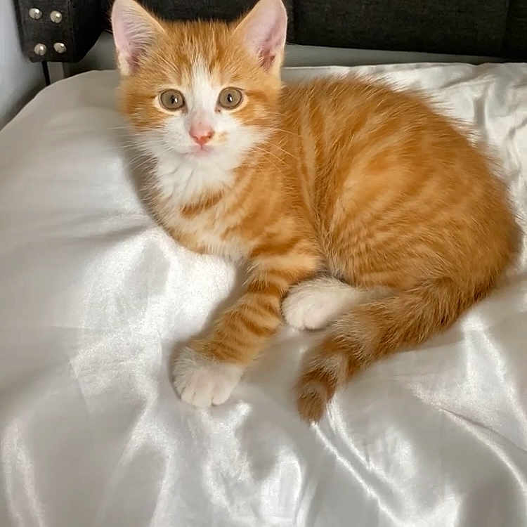 Mochi
