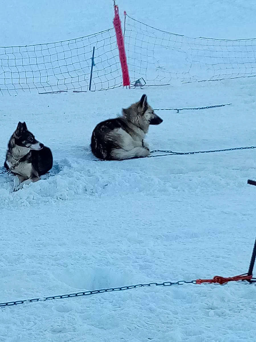 Mustang participe au concours pour gagner de l'argent avec cette photo : canidae, carnivore, dog, dog_breed, electric_blue, felidae, fence, freezing, fur, glacial_landform, mammal, recreation, slope, small_to_medium_sized_cats, snow, sporting_group, tail, vertebrate, wildlife, winter