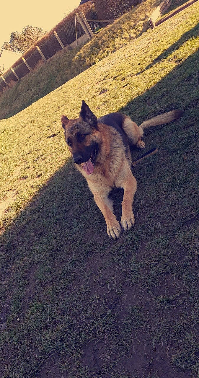 Mustang participe au concours pour gagner de l'argent avec cette photo : asphalt, canidae, carnivore, companion_dog, dog, dog_breed, fawn, felidae, fur, grass, morning, road_surface, shadow, small_to_medium_sized_cats, snout, soil, sporting_group, tail, tints_and_shades, working_animal
