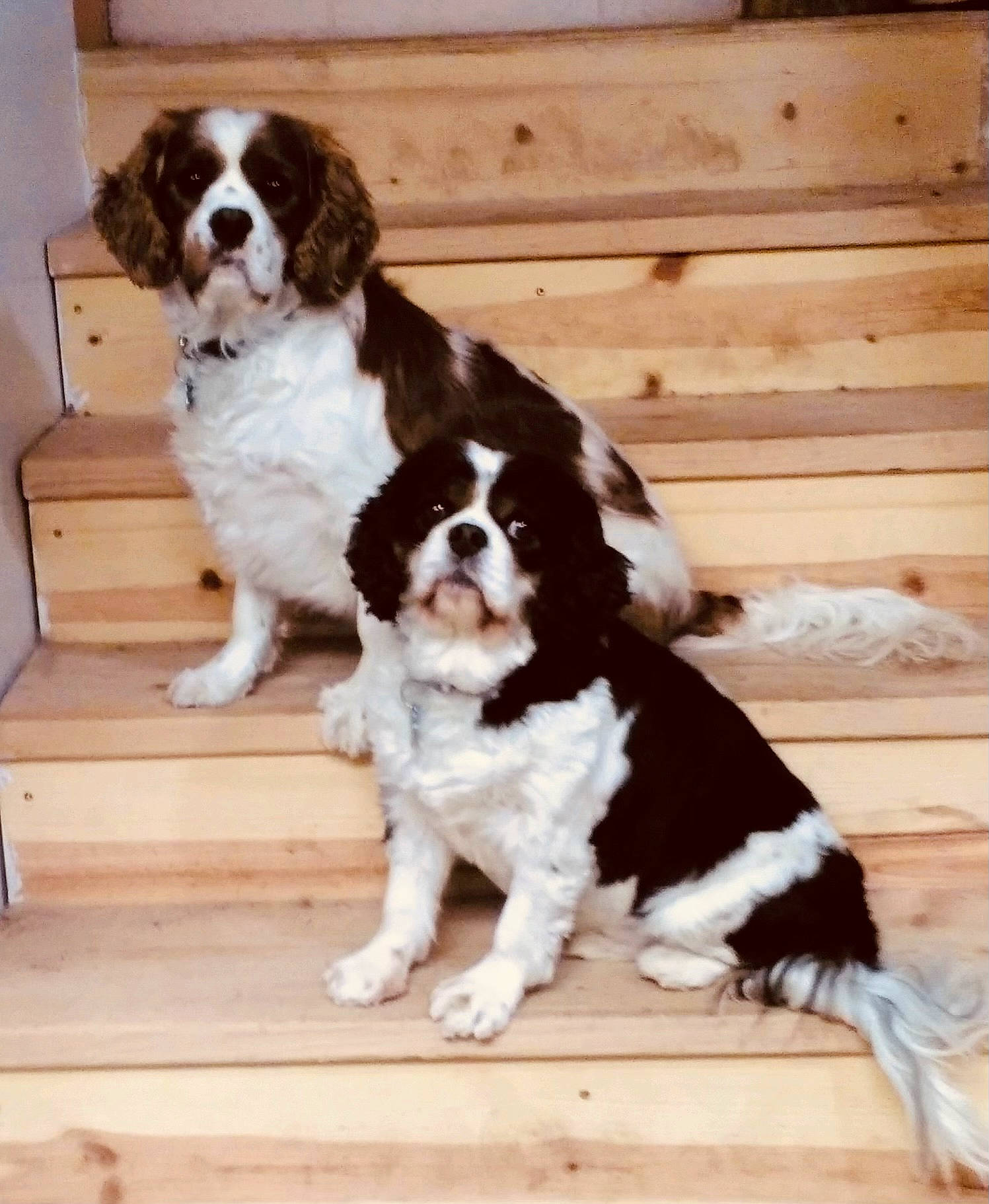 Jordy N Lambeau is registered to the contest to win money with this photo: bored, canidae, carnivore, cavalier_king_charles_spaniel, companion_dog, dog, dog_breed, door, fur, gun_dog, hardwood, king_charles_spaniel, liver, snout, spaniel, sporting_group, wood, working_dog